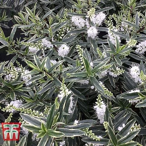 Hebe 'Starlight' 4 Hebe 'Starlight' - Image 2