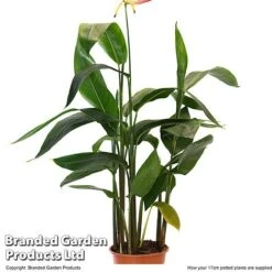 Heliconia Psittacorum 'Hawaii' -Plants Sale HELI HAWAI17CM T48007