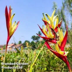 Heliconia Psittacorum 'Hawaii' -Plants Sale HELI HAWAII W45411