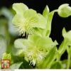 Hellebore 'Green Marble' -Plants Sale HELL KB3453 A