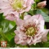 Hellebore 'Double Ellen Pink' -Plants Sale HELL KB3455 B