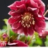 Hellebore 'Double Ellen Red' -Plants Sale HELL KB3457 B