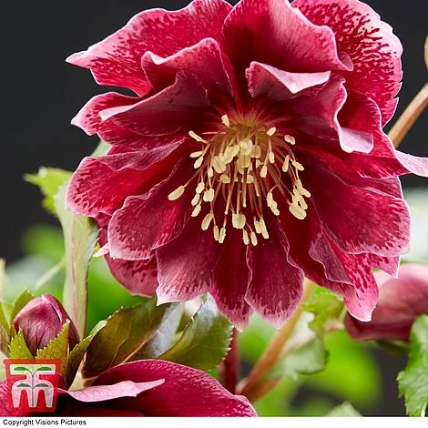 Hellebore 'Double Ellen Red' 3 Hellebore 'Double Ellen Red'