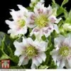 Hellebore 'Hello Pearl' -Plants Sale HELL KB3463 A