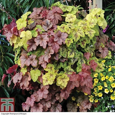 Heucherella 'Trailing Trio' 3 Heucherella 'Trailing Trio'