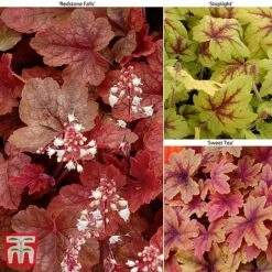 Plants Sale -Plants Sale HEUC T47575 B