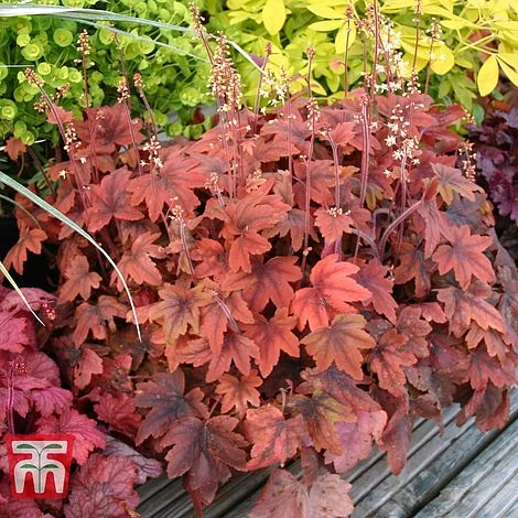 Heucherella 'Trailing Trio' 5 Heucherella 'Trailing Trio' - Image 3