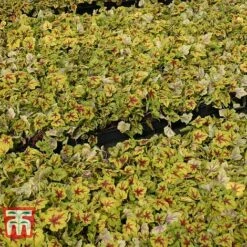 Heucherella 'Trailing Trio' 14 Heucherella 'Trailing Trio' -Plants Sale HEUC T47575 E