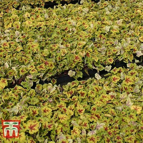 Heucherella 'Trailing Trio' 7 Heucherella 'Trailing Trio' - Image 5