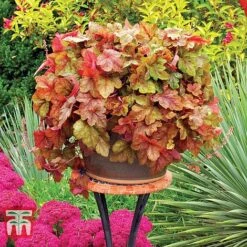 Heucherella 'Trailing Trio' 16 Heucherella 'Trailing Trio' -Plants Sale HEUC T47575 G