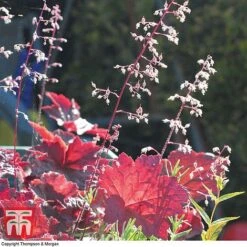 Heuchera Villosa 'Palace Purple' 7 Heuchera Villosa 'Palace Purple' -Plants Sale HEUC T57837 C