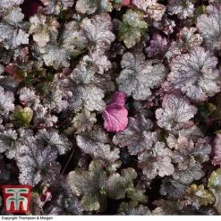 Heuchera 'Plum Pudding' -Plants Sale HEUCPLUM T28600 A1