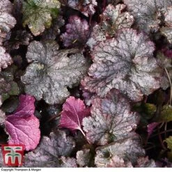 Heuchera 'Plum Pudding' -Plants Sale HEUCPLUM T28601 A1