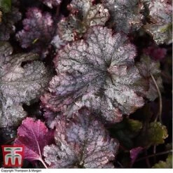 Heuchera 'Plum Pudding' -Plants Sale HEUCPLUM T28602 A1