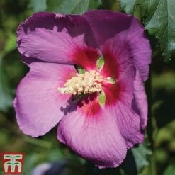 Hibiscus 'Walberton’s® Rose Moon' -Plants Sale HIBI KA2491 A
