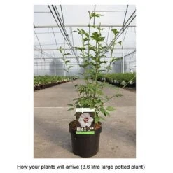 Hibiscus Syriacus 'Lady Stanley' -Plants Sale HIBI T67941 B h