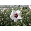Hibiscus Syriacus 'Shintaeyang' -Plants Sale HIBI T67959 A h