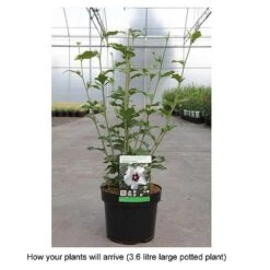 Hibiscus Syriacus 'Shintaeyang' -Plants Sale HIBI T67959 B h