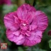 Hibiscus Syriacus 'Magenta Chiffon' -Plants Sale HIBI T79011 C