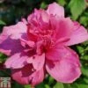 Hibiscus Syriacus 'Freedom' -Plants Sale HIBI T79051 A h