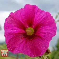 Hibiscus Syriacus 'Freedom' -Plants Sale HIBI T79051 B