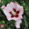 Hibiscus Syriacus 'Hamabo' -Plants Sale HIBI T79052 B