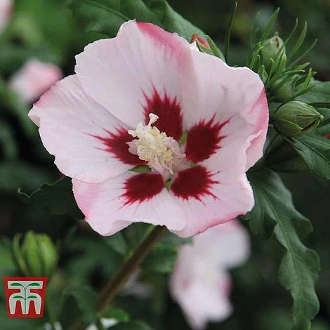Hibiscus Syriacus 'Hamabo' 3 Hibiscus Syriacus 'Hamabo'
