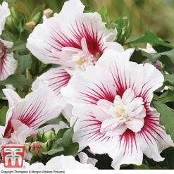 Hibiscus 'Starburst Chiffon' -Plants Sale HIBI T81880 C1