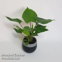 Homalomena 'Maggy' -Plants Sale HOMA MAGGY10CM S504381