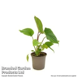 Homalomena 'Maggy' -Plants Sale HOMA MAGGY10CM T52104