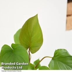 Homalomena 'Maggy' -Plants Sale HOMA MAGGY T52107