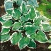 Hosta 'Minuteman' -Plants Sale HOST T62230 A h