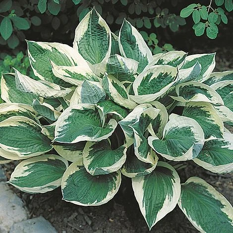Hosta 'Wide Brim' 3 Hosta 'Wide Brim'