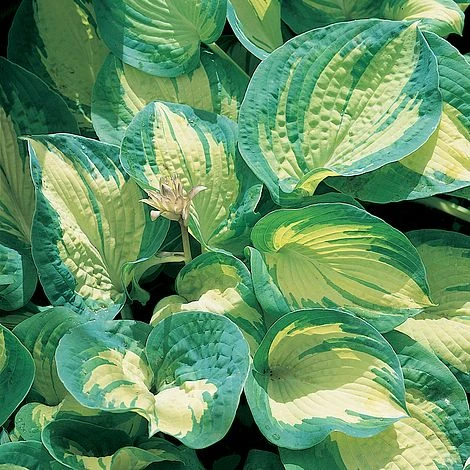 Hosta 'Great Expectations' 3 Hosta 'Great Expectations'