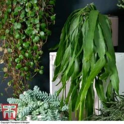 Nurserymans Choice Hanging Basket Succulent Plant Collection -Plants Sale HOU KB3438 C