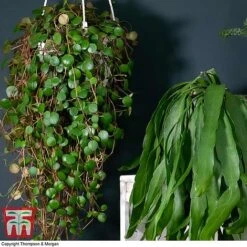 Nurserymans Choice Hanging Basket Succulent Plant Collection -Plants Sale HOU KB3438 D