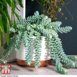 Nurserymans Choice Hanging Basket Succulent Plant Collection -Plants Sale HOU KB3438 E
