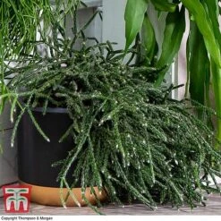 Nurserymans Choice Hanging Basket Succulent Plant Collection -Plants Sale HOU KB3438 F