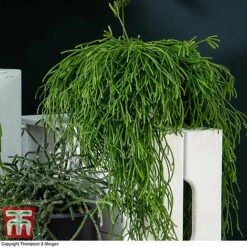 Nurserymans Choice Hanging Basket Succulent Plant Collection -Plants Sale HOU KB3438 G