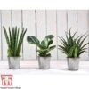 Easy Care Houseplant Collection -Plants Sale HOU kb3603 A