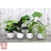 House Plant Urban Jungle Collection -Plants Sale HOUS KA8543 A