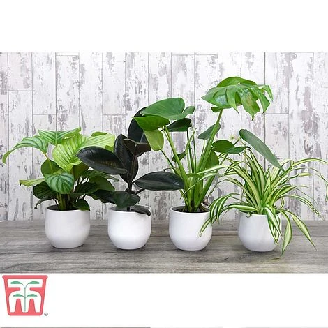 House Plant Urban Jungle Collection 3 House Plant Urban Jungle Collection