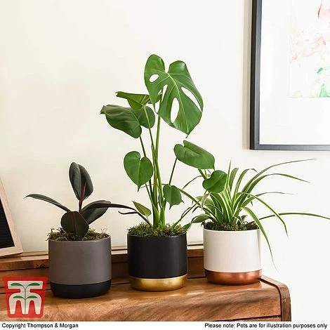 House Plant Urban Jungle Collection 4 House Plant Urban Jungle Collection - Image 2