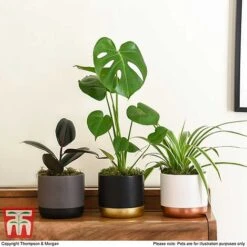 House Plant Urban Jungle Collection 15 House Plant Urban Jungle Collection -Plants Sale HOUS KA8543 H