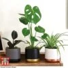 House Plant Urban Jungle Trio -Plants Sale HOUS KB3714 A