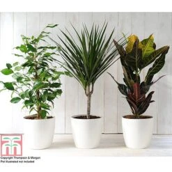 T&M's Choice House Plant Mix 13 T&M's Choice House Plant Mix -Plants Sale HOUS T78783 B h