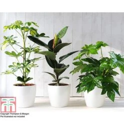 T&M's Choice House Plant Mix 11 T&M's Choice House Plant Mix -Plants Sale HOUS T78783 C h
