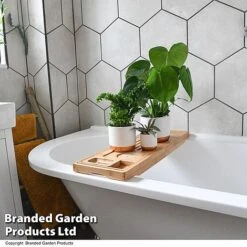 Green Houseplants Bathroom Trio -Plants Sale HOUS BATHRTRIO T43636