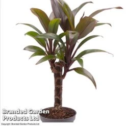 Houseplant Tropical Mix -Plants Sale HOUS TROP KF0878 A