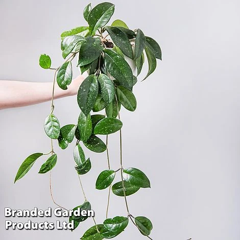 Hoya Gracilis 3 Hoya Gracilis